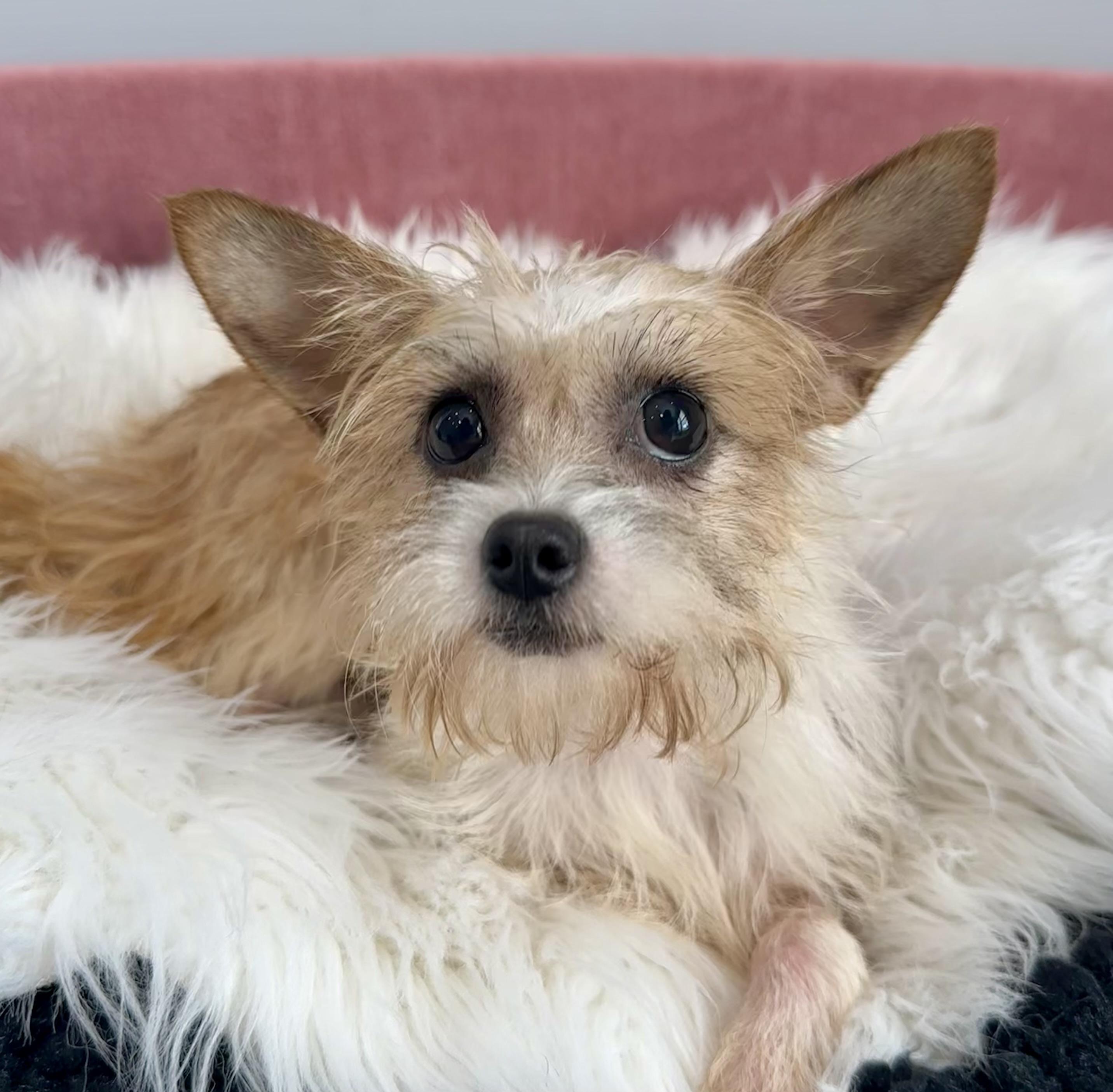 Lisa, an adopted mixed breed in Lawrenceville, GA image 3/4