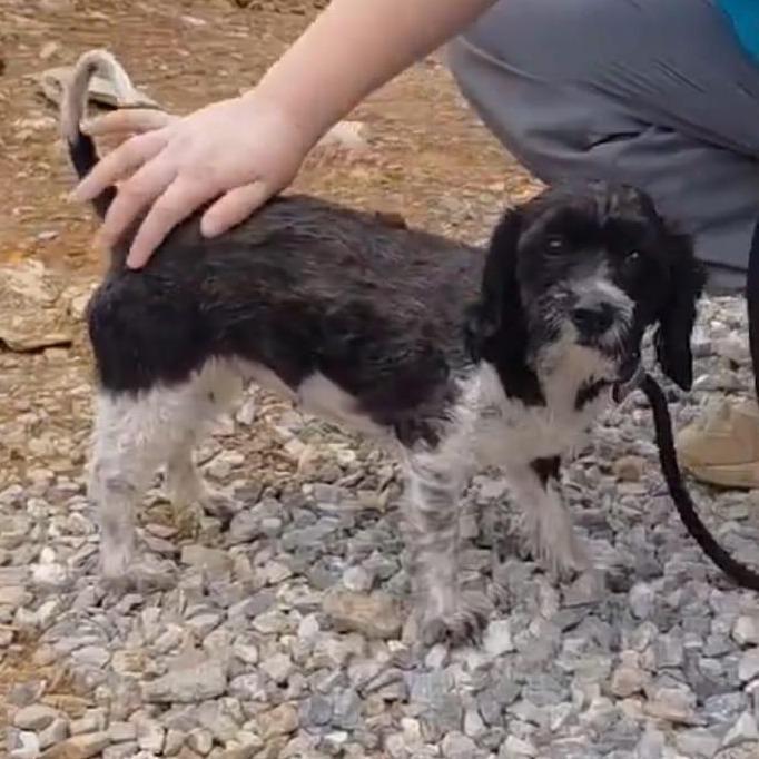 Sally, Adoptable, Puppy Female Poodle.