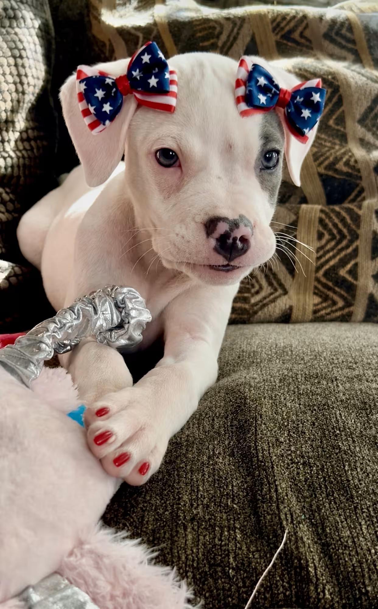 Tuna, adopted, Young Female Mixed Breed.