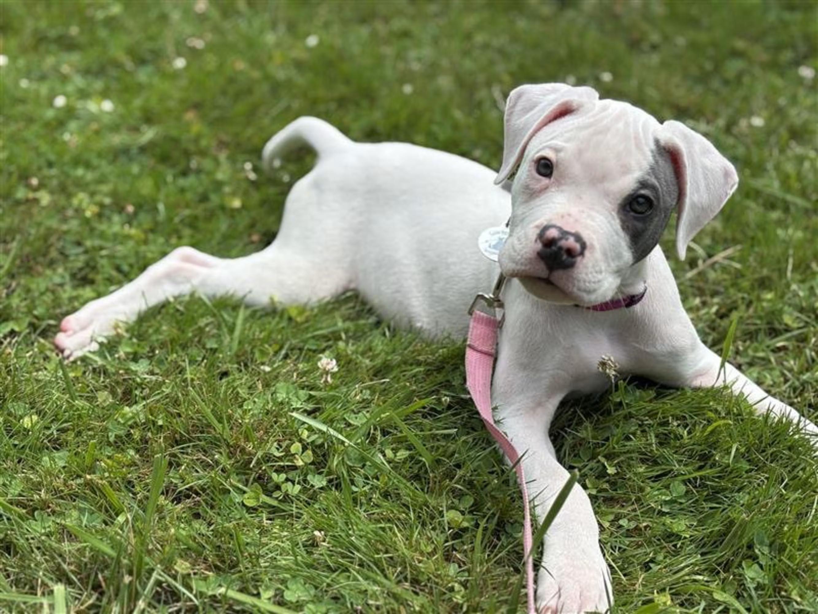 Tuna, an adopted Mixed Breed in Grafton, MA image 2/4