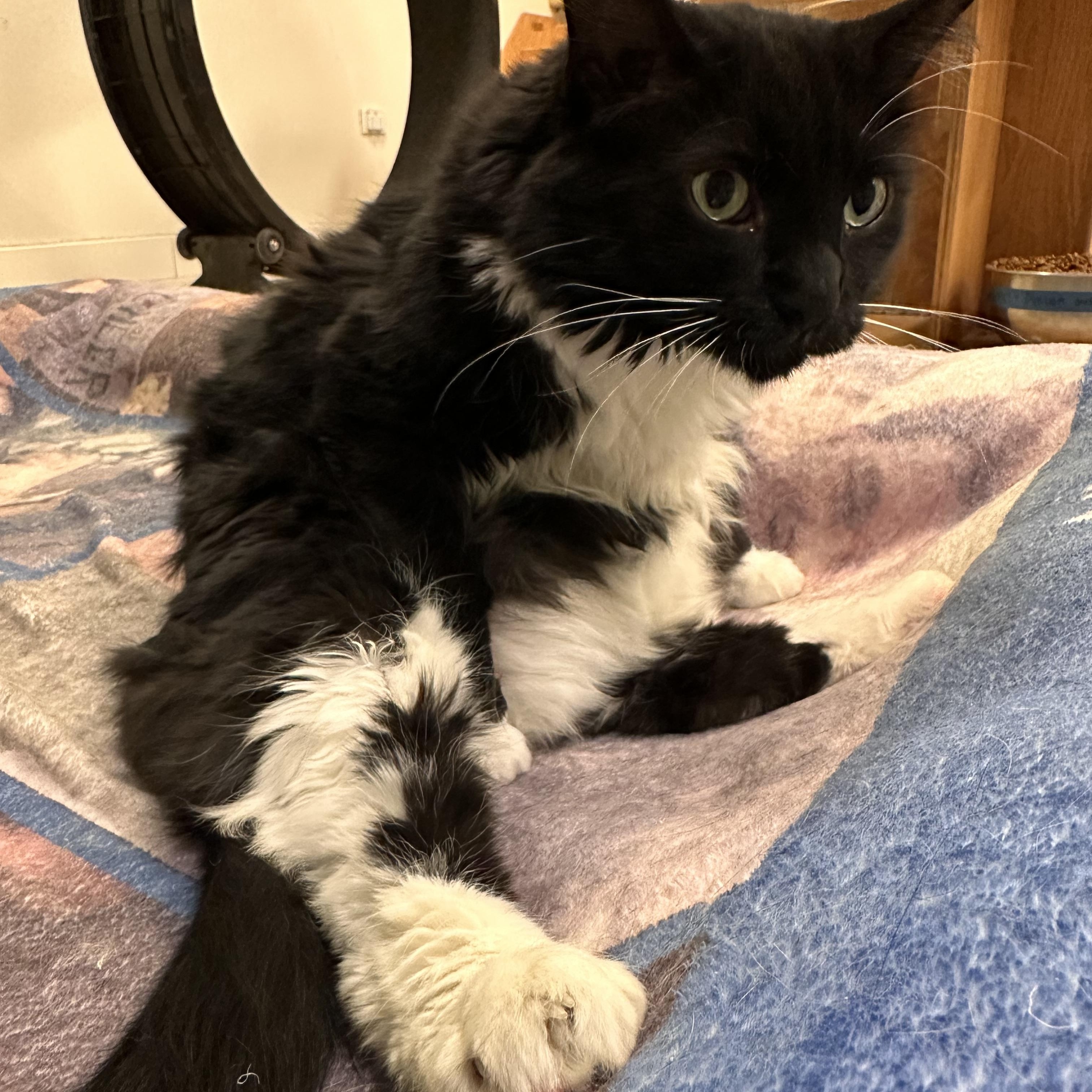 Phat Phat *HALF SPONSORED ADOPTION FEE*, a Adoptable Domestic Long Hair in Chicago, IL image 1/2