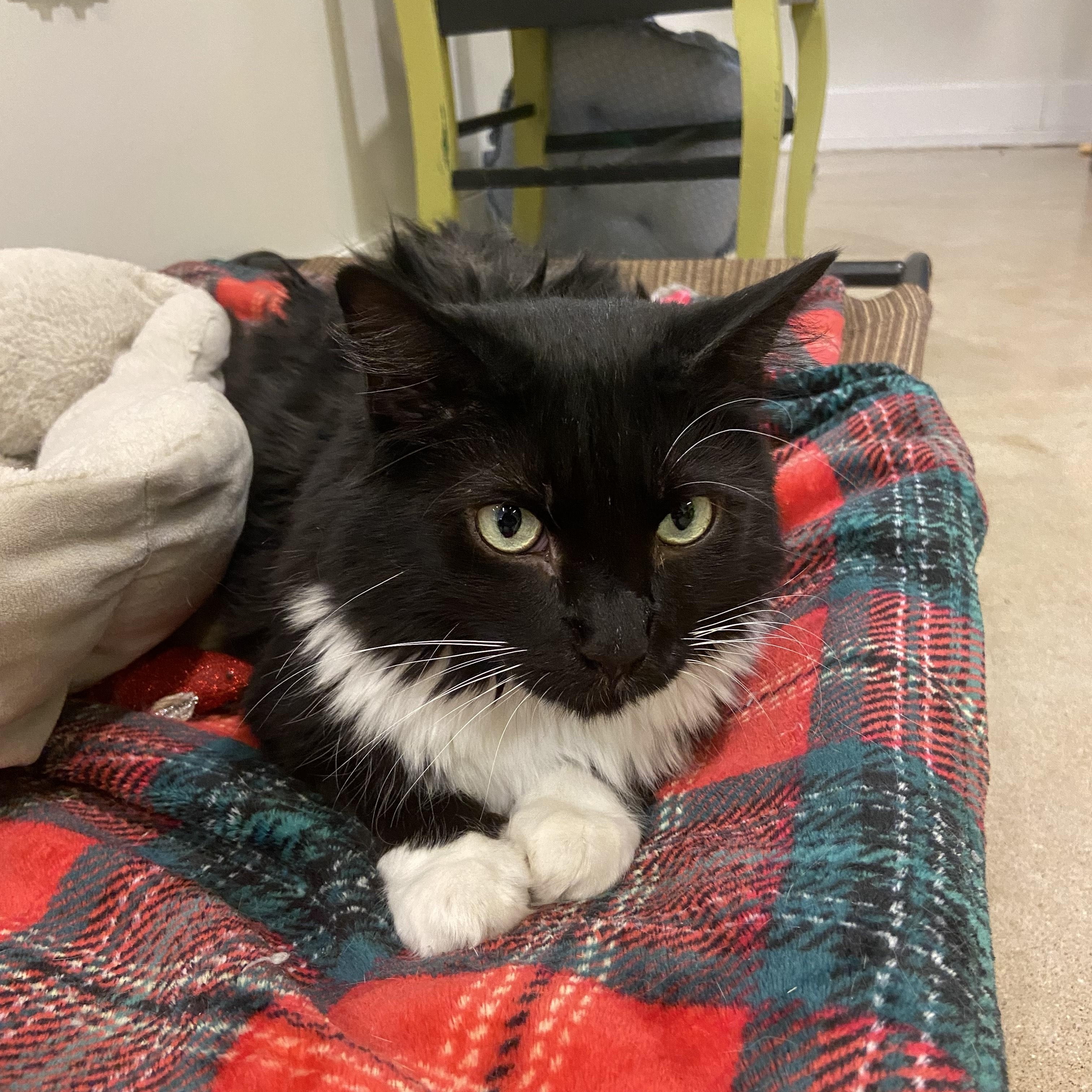 Phat Phat *HALF SPONSORED ADOPTION FEE*, a Adoptable Domestic Long Hair in Chicago, IL image 2/2