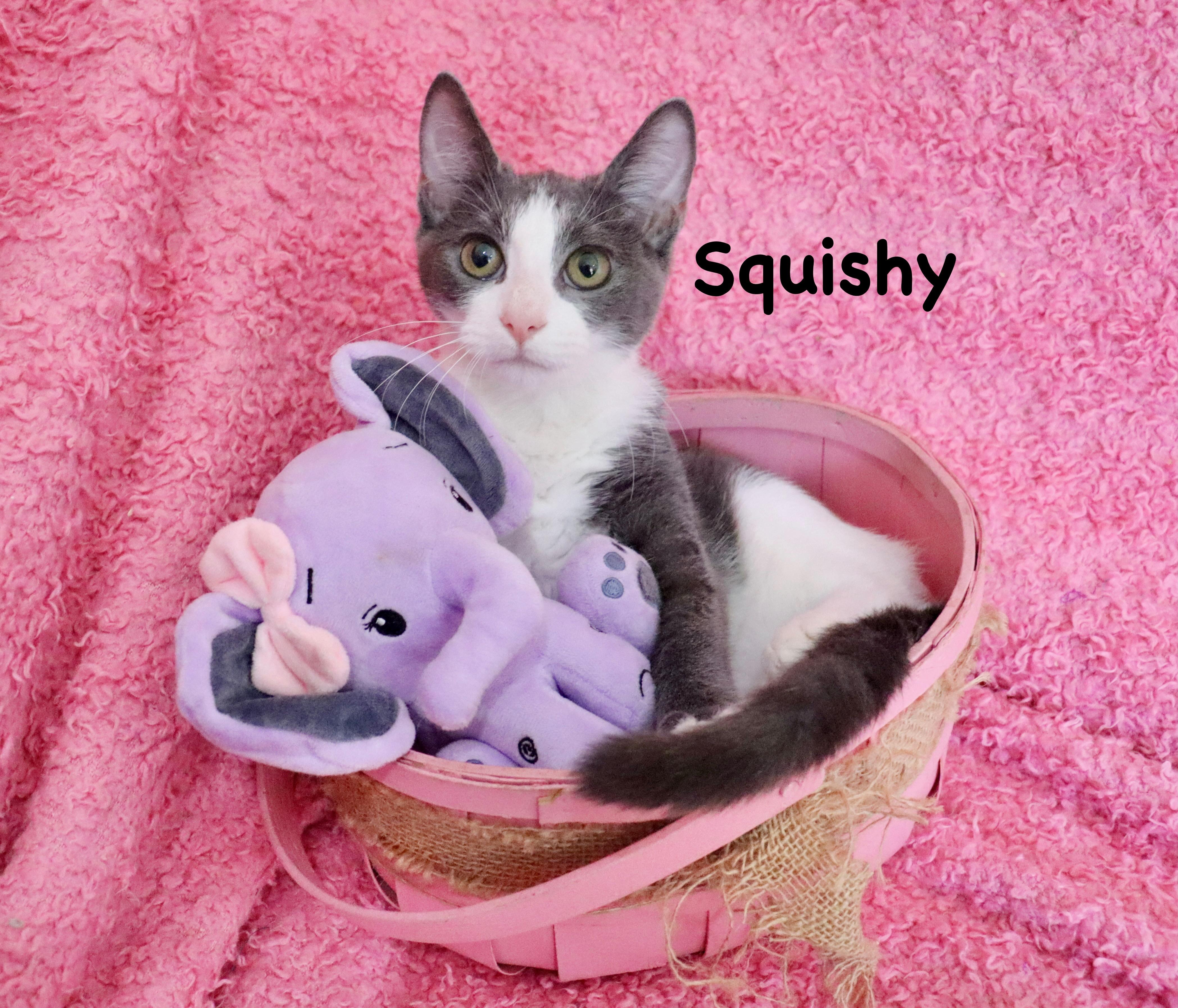 Squishy
