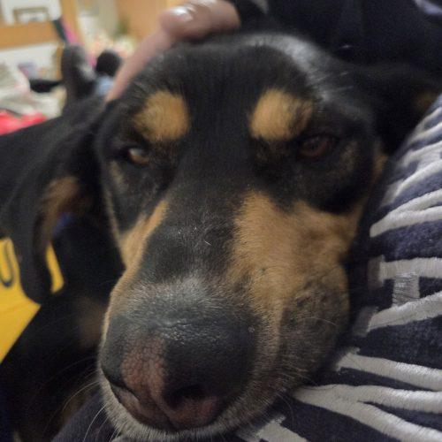 Holly, Adoptable, Young Female Shepherd & Hound.