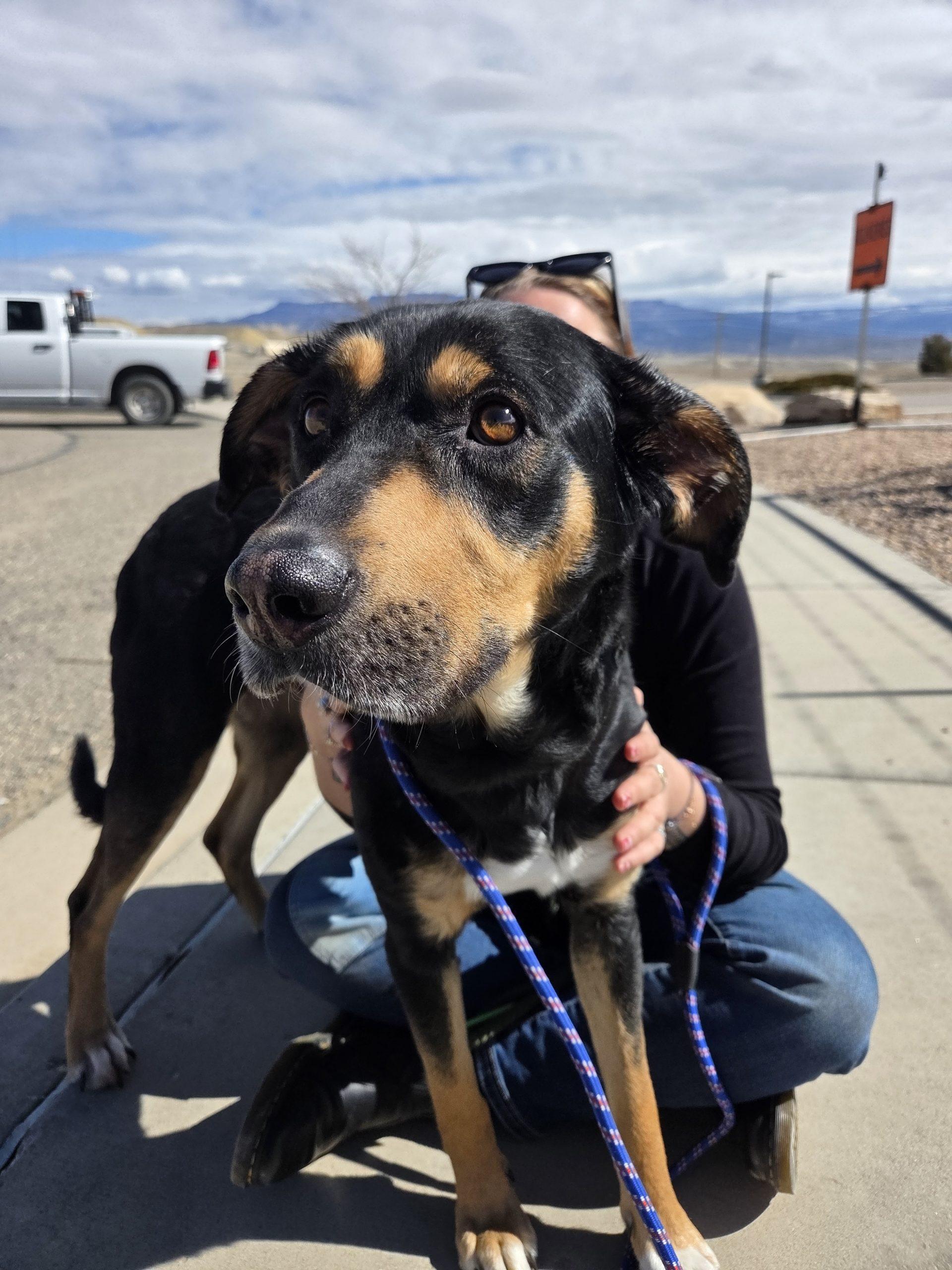 Enlarge Holly, a Adoptable mixed breed in Grand Junction, CO image 1/6