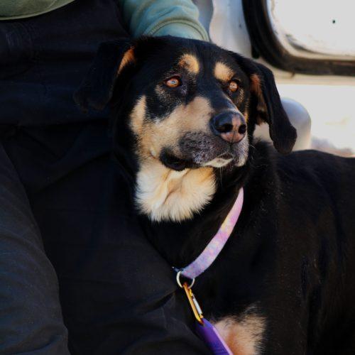 Enlarge Holly, a Adoptable mixed breed in Grand Junction, CO image 2/6