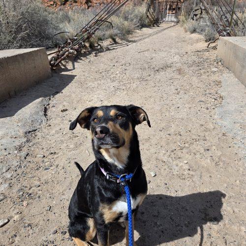 Enlarge Holly, a Adoptable mixed breed in Grand Junction, CO image 3/6