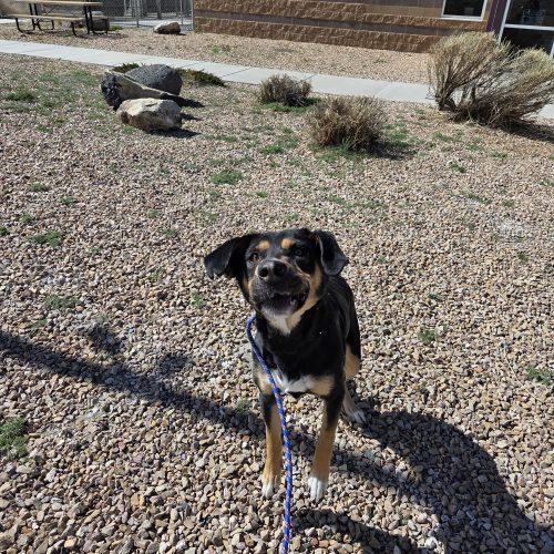 Holly, Adoptable, Young Female Shepherd & Hound.