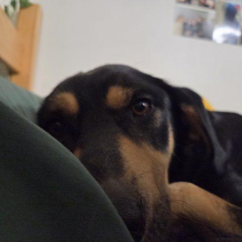 Enlarge Holly, a Adoptable mixed breed in Grand Junction, CO image 4/6