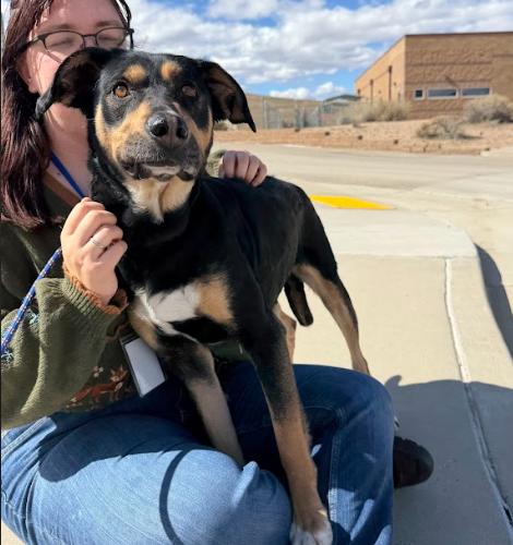 Enlarge Holly, a Adoptable mixed breed in Grand Junction, CO image 3/6
