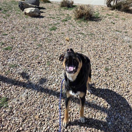 Enlarge Holly, a Adoptable mixed breed in Grand Junction, CO image 4/6
