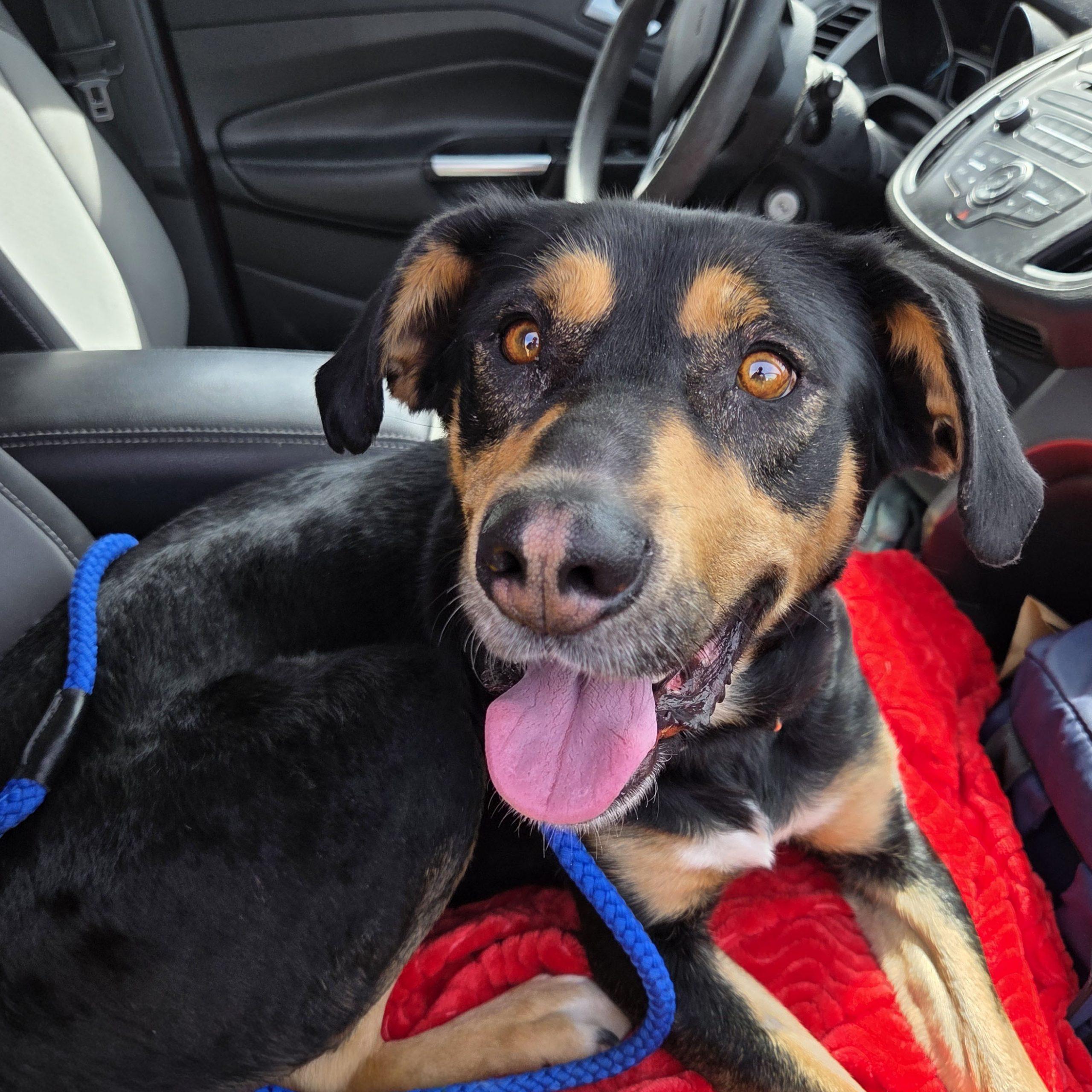 Enlarge Holly, a Adoptable mixed breed in Grand Junction, CO image 5/6