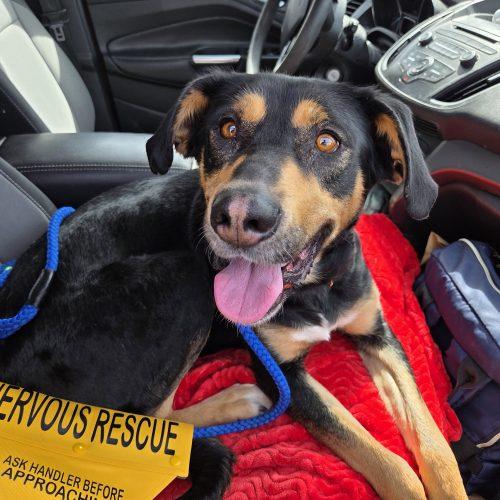 Enlarge Holly, a Adoptable mixed breed in Grand Junction, CO image 6/6