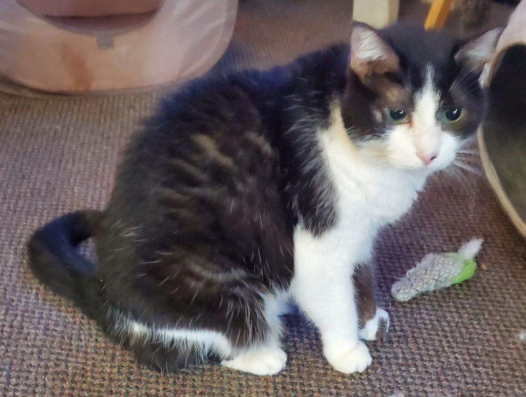 Missy, Adoptable, Adult Female American Shorthair.