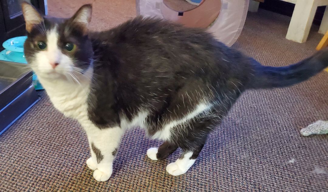 Missy, a Adoptable American Shorthair in HENDERSON, TX image 2/10