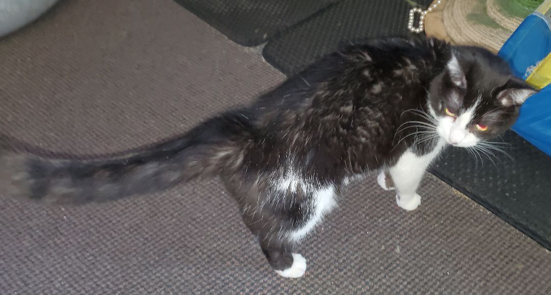 Missy, a Adoptable American Shorthair in HENDERSON, TX image 3/10