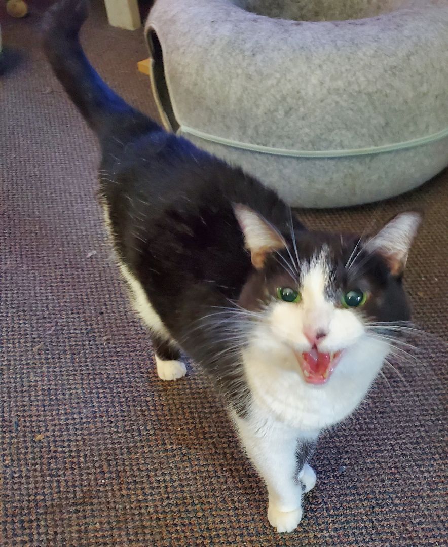 Missy, a Adoptable American Shorthair in HENDERSON, TX image 4/10