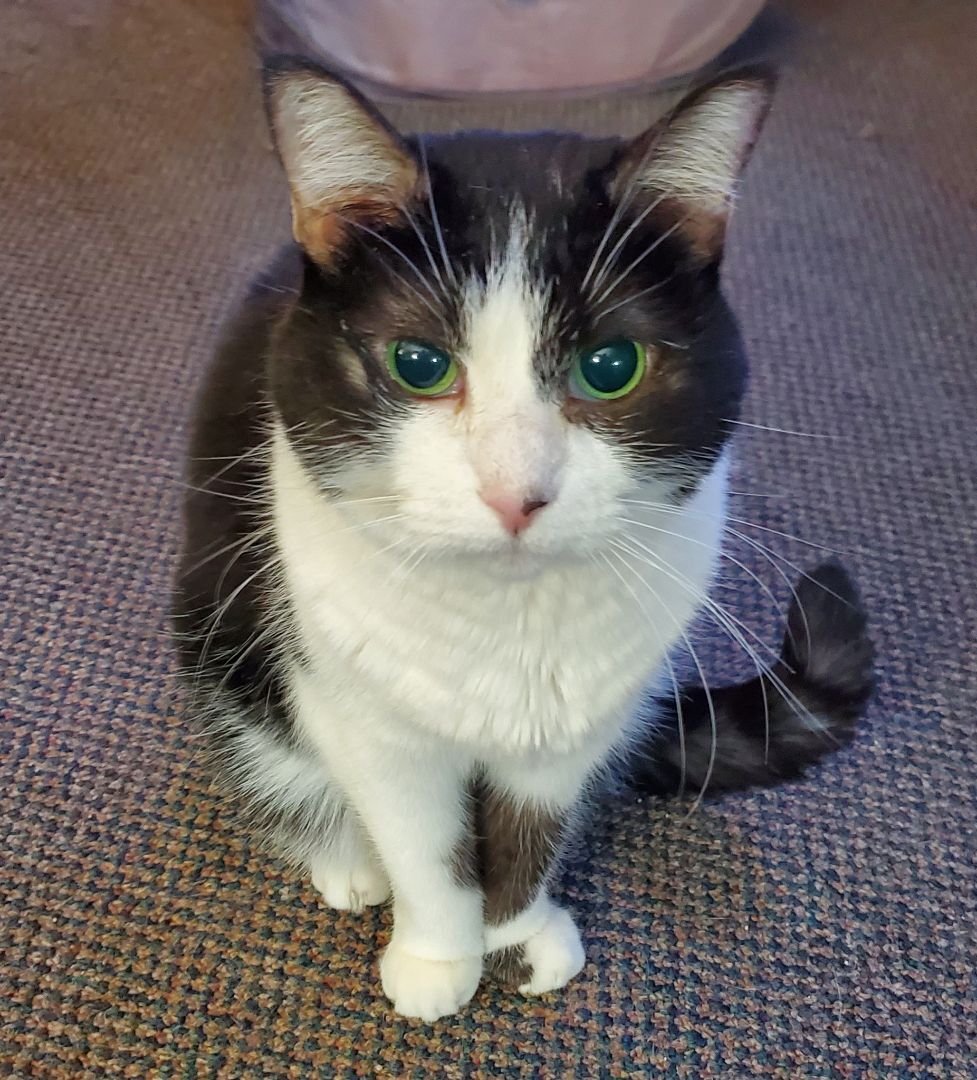 Missy, a Adoptable American Shorthair in HENDERSON, TX image 5/10