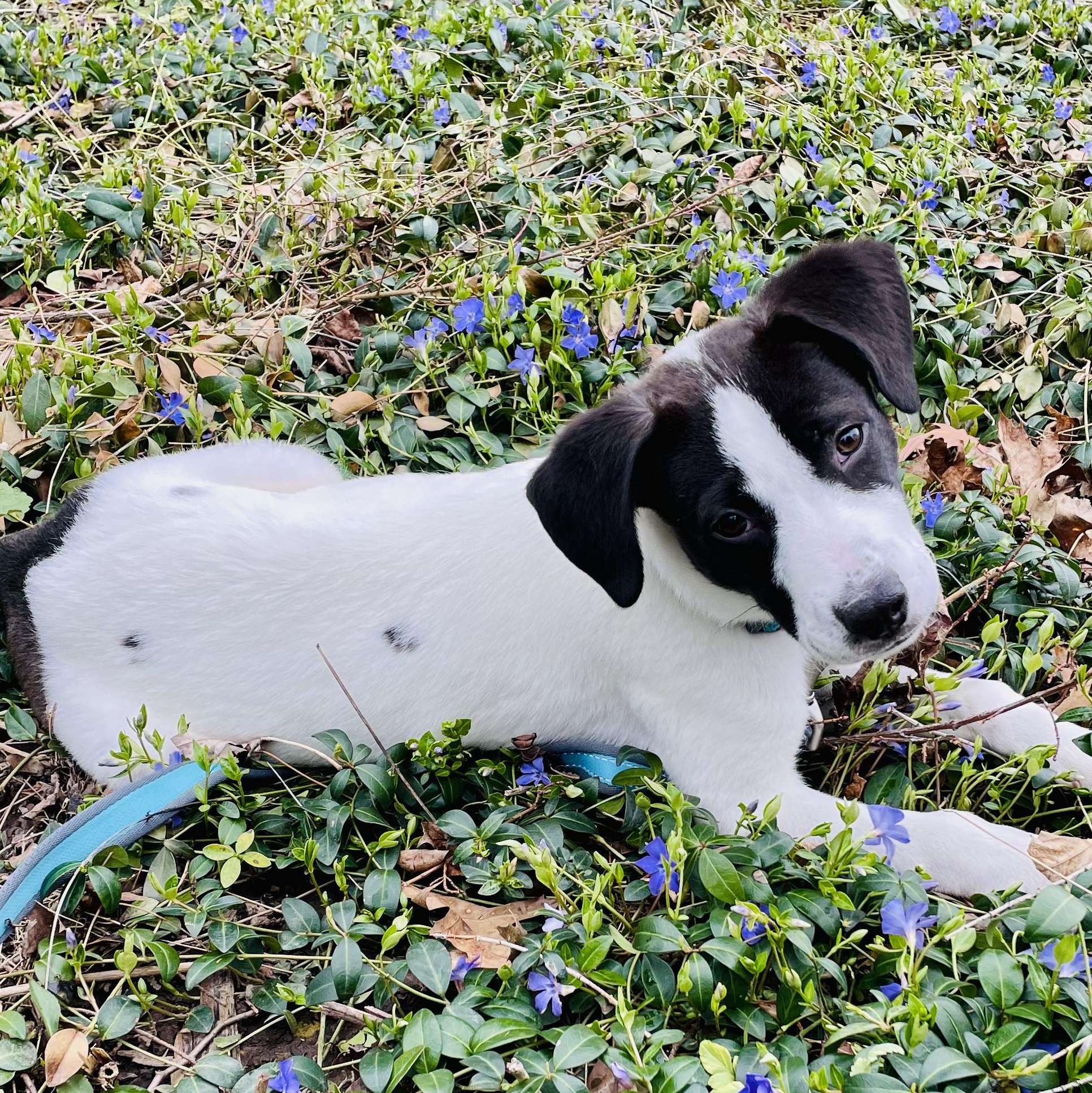 Maurice , adopted, Puppy Male Terrier & Border Collie.