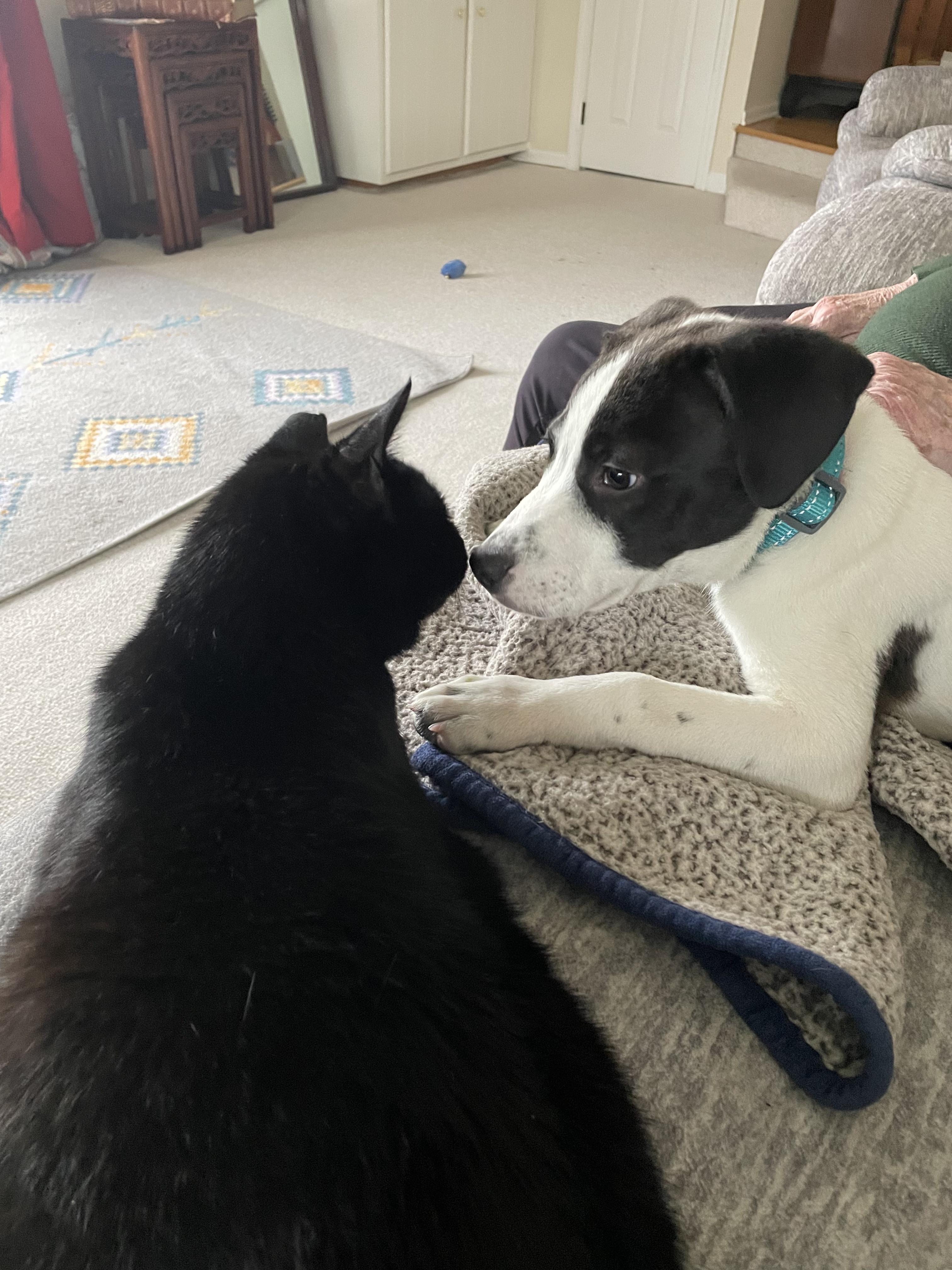 Enlarge Maurice , an adopted mixed breed in CHURCHVILLE, NY image 2/3