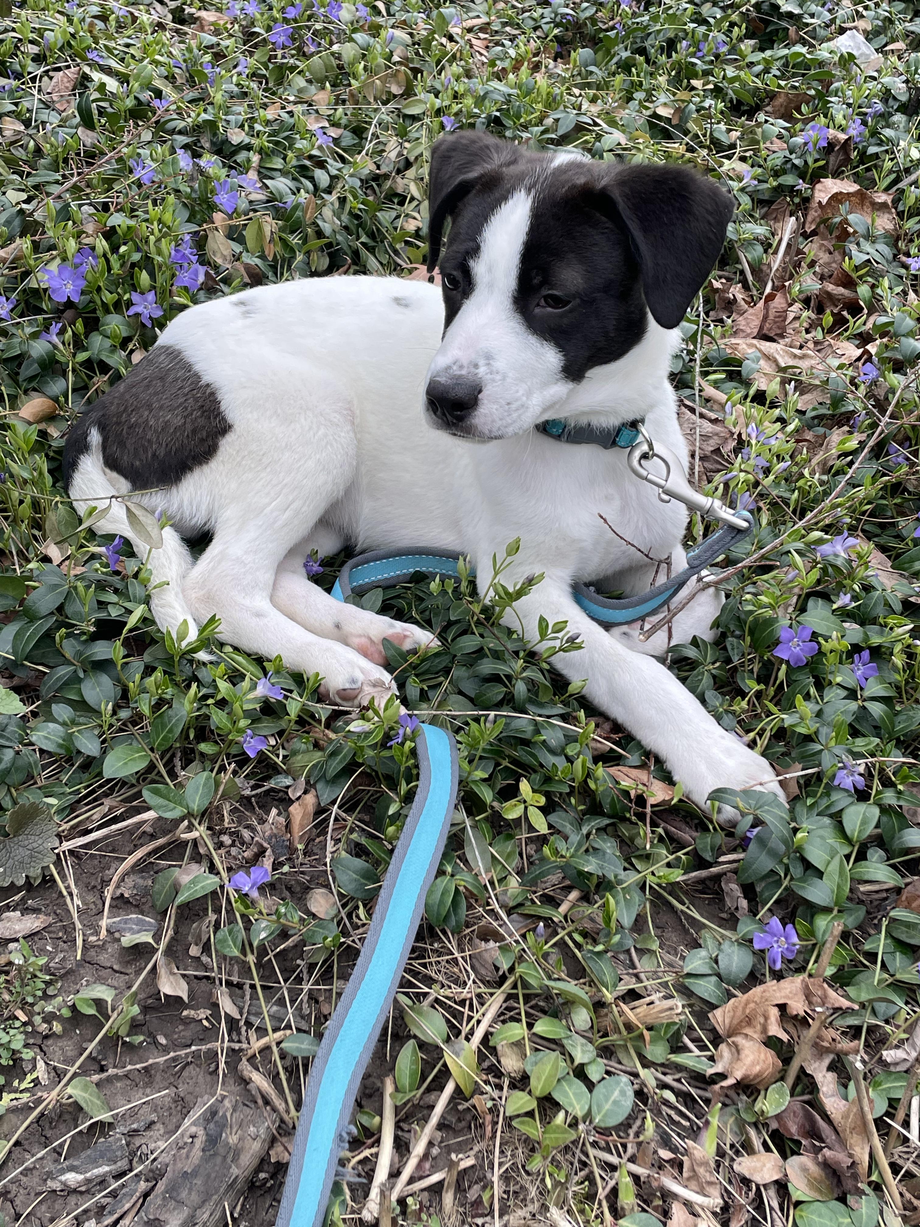 Enlarge Maurice , an adopted mixed breed in CHURCHVILLE, NY image 3/3