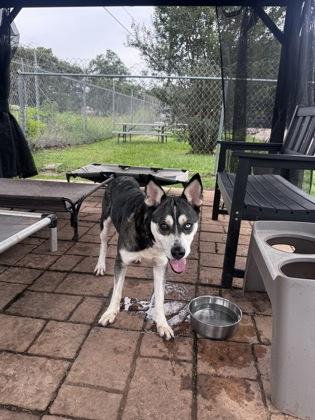 Misha, a Adoptable mixed breed in Houston, TX image 1/2