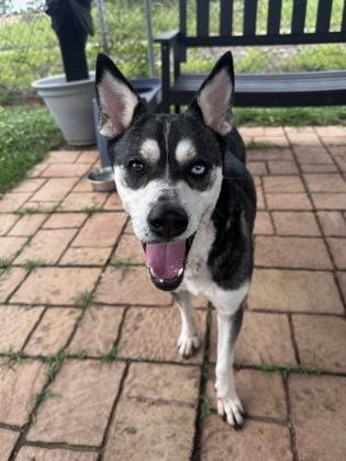 Misha, a Adoptable mixed breed in Houston, TX image 2/2