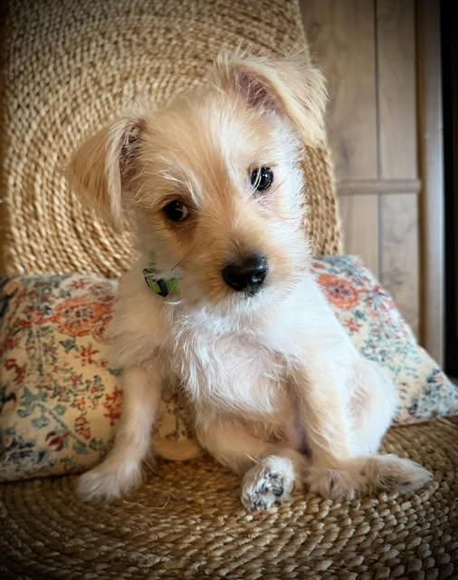 Enlarge Lucky, a Adoptable mixed breed in Penrose, CO image 1/1