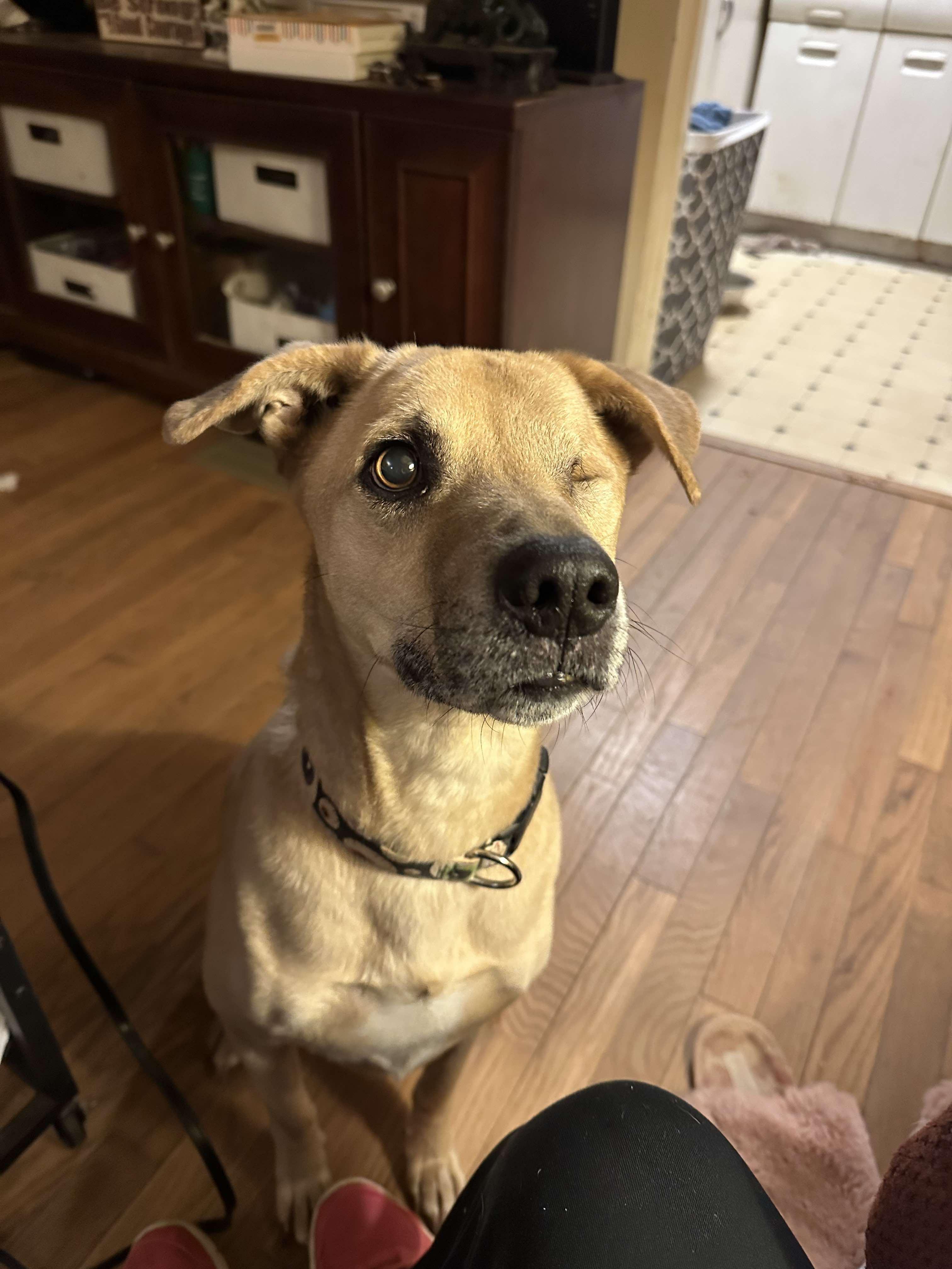 Felix, Adoptable, Adult Male Labrador Retriever.