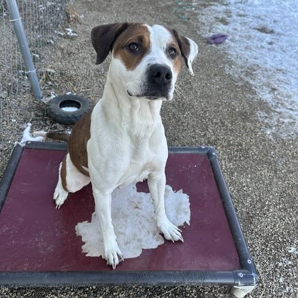 Kelsey, an adoptable mixed breed in Tremont, IL image 1/6