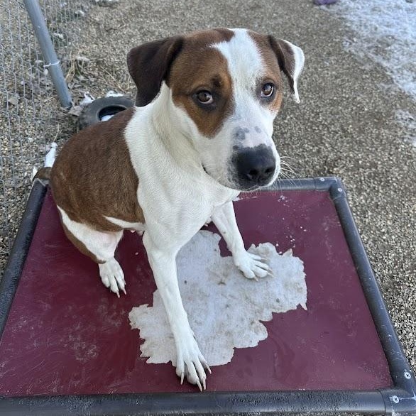 Kelsey, an adoptable mixed breed in Tremont, IL image 2/6