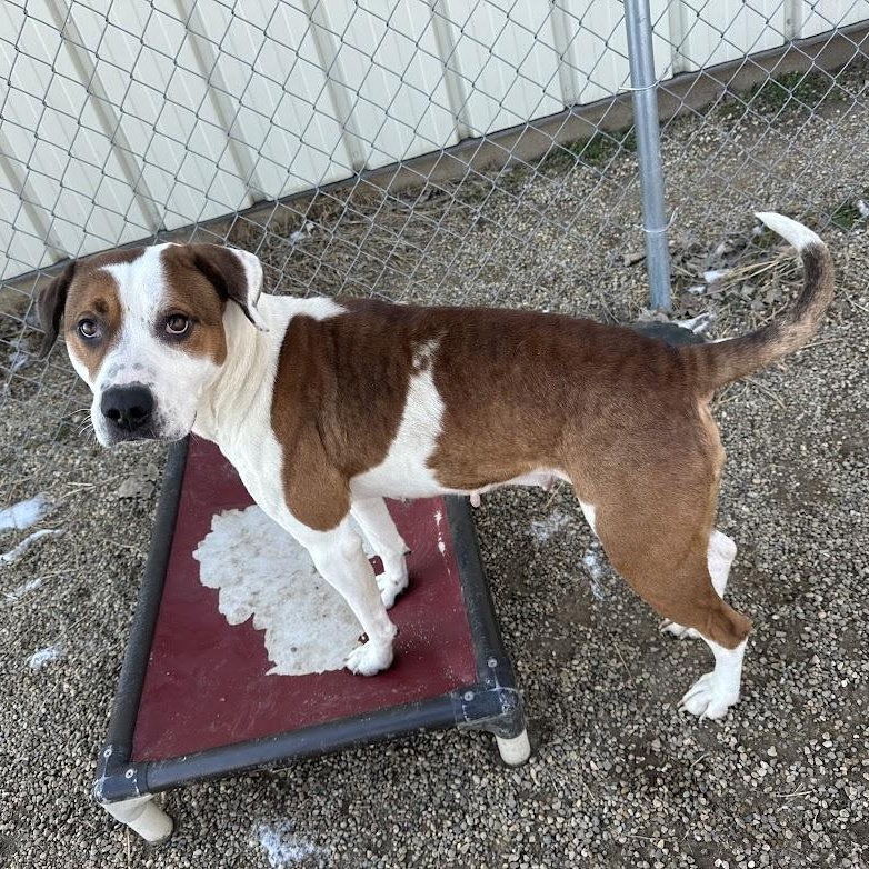 Kelsey, an adoptable mixed breed in Tremont, IL image 3/6
