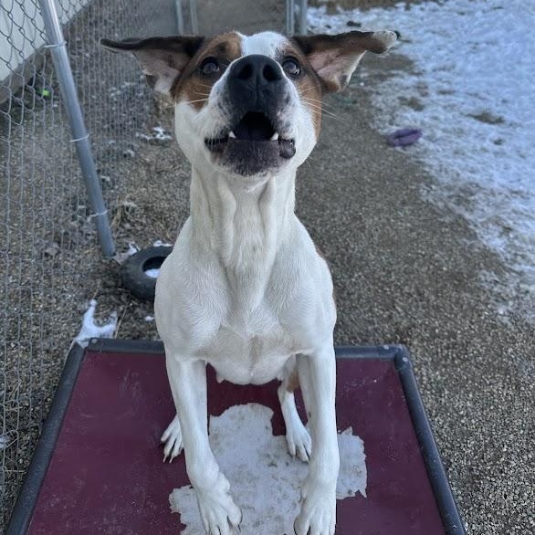 Kelsey, an adoptable mixed breed in Tremont, IL image 4/6