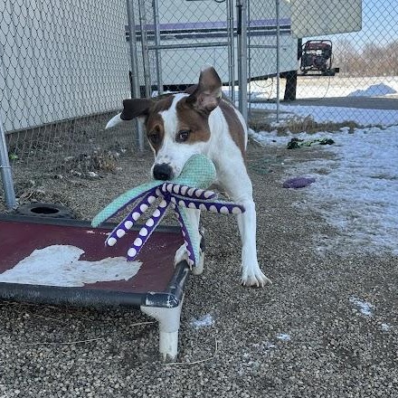 Kelsey, an adoptable mixed breed in Tremont, IL image 5/6