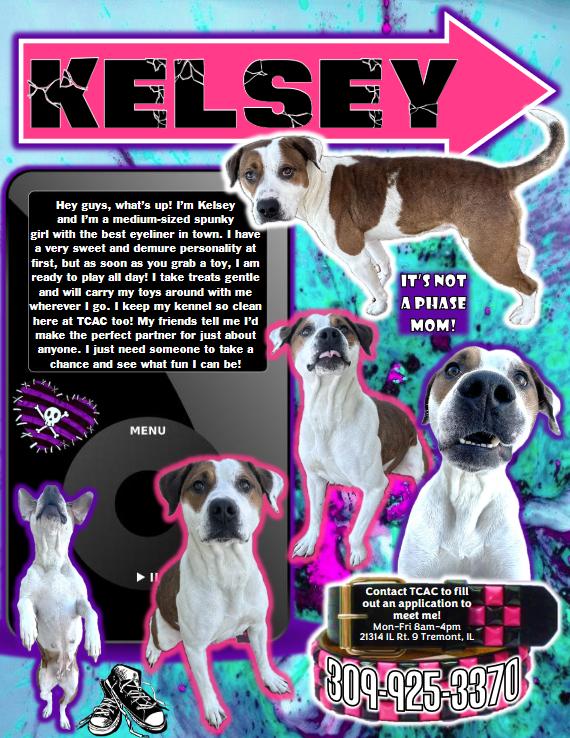 Kelsey, an adoptable mixed breed in Tremont, IL image 6/6