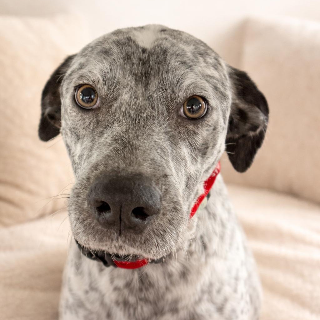 Enlarge TRUDY  (Beautiful, Loving, Super Sweet, Energetic, Everybody Is Her Friend), a Adoptable mixed breed in Cambridge, MA image 4/6