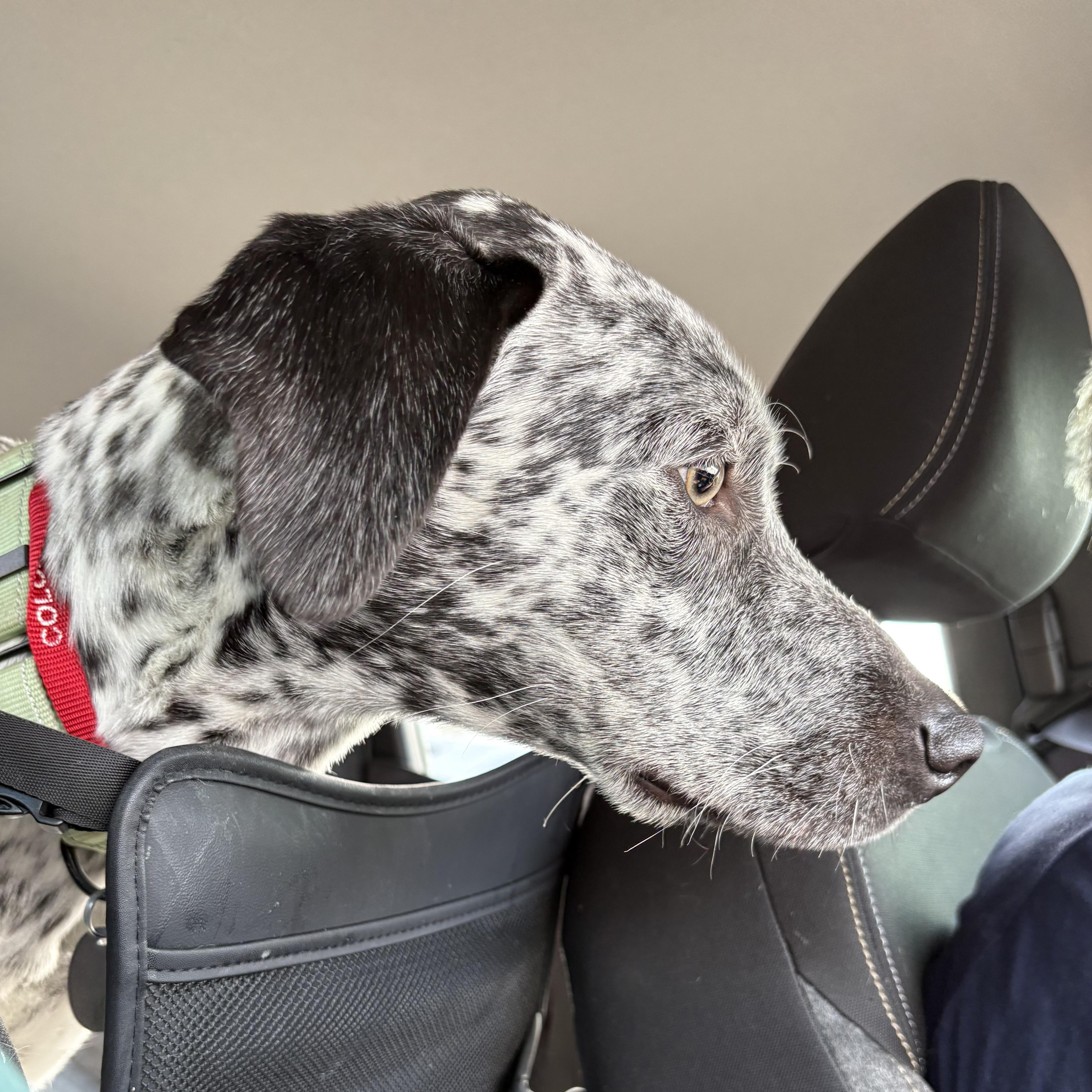 Enlarge TRUDY  (Beautiful, Loving, Super Sweet, Energetic, Everybody Is Her Friend), a Adoptable mixed breed in Cambridge, MA image 6/6