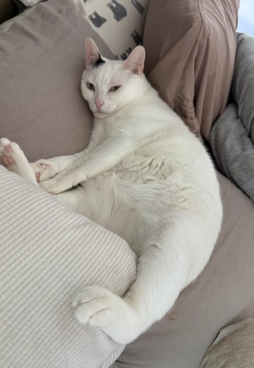 Blanche, Adoptable, Adult Female Domestic Short Hair.