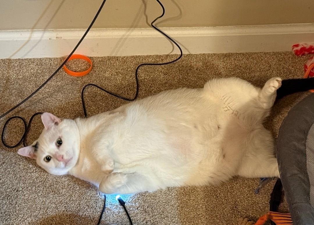 Blanche, a Adoptable Domestic Short Hair in Philadelphia, PA image 2/6