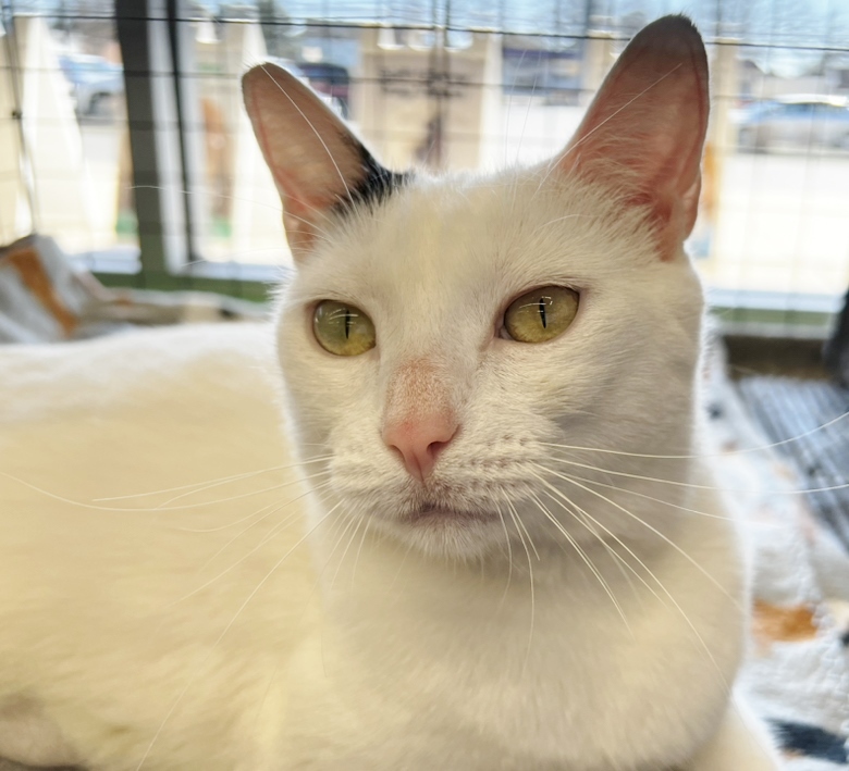 Blanche, Adoptable, Adult Female Domestic Short Hair.