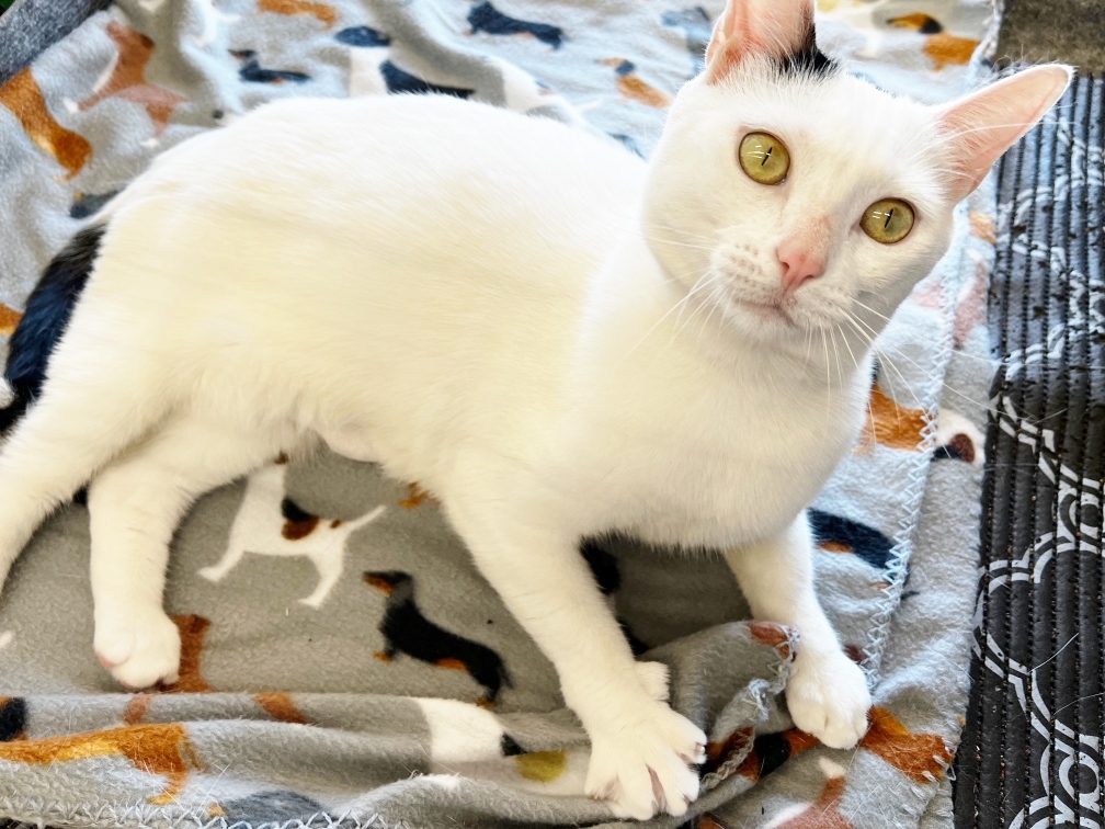 Blanche, Adoptable, Adult Female Domestic Short Hair.