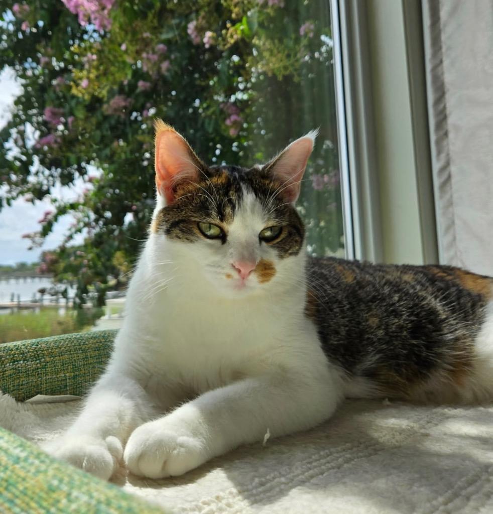 Squeaks, Adoptable, Young Female Domestic Short Hair.