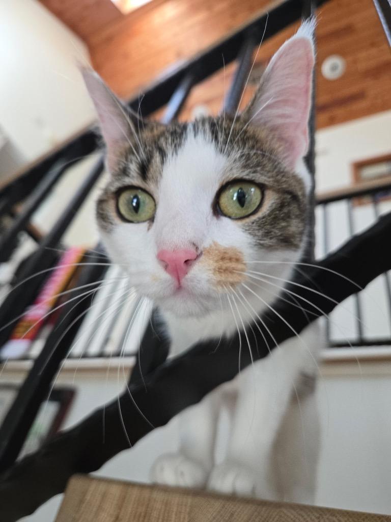 Enlarge Squeaks, a Adoptable mixed breed in Hampton, VA image 1/6