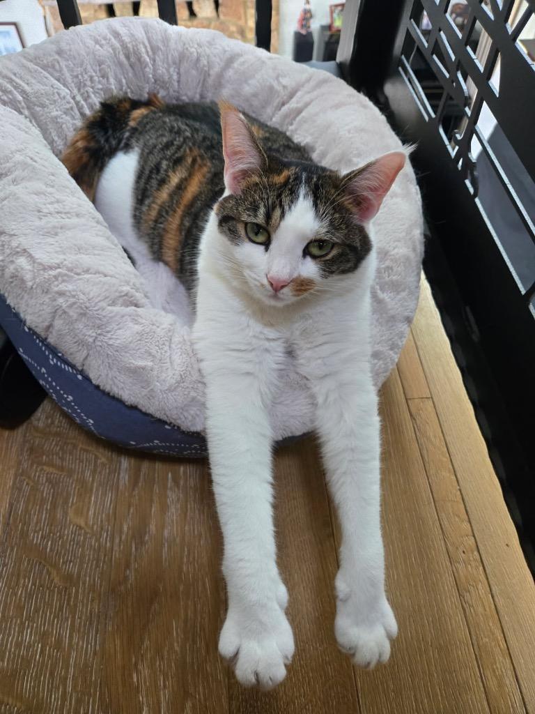 Enlarge Squeaks, a Adoptable mixed breed in Hampton, VA image 2/6