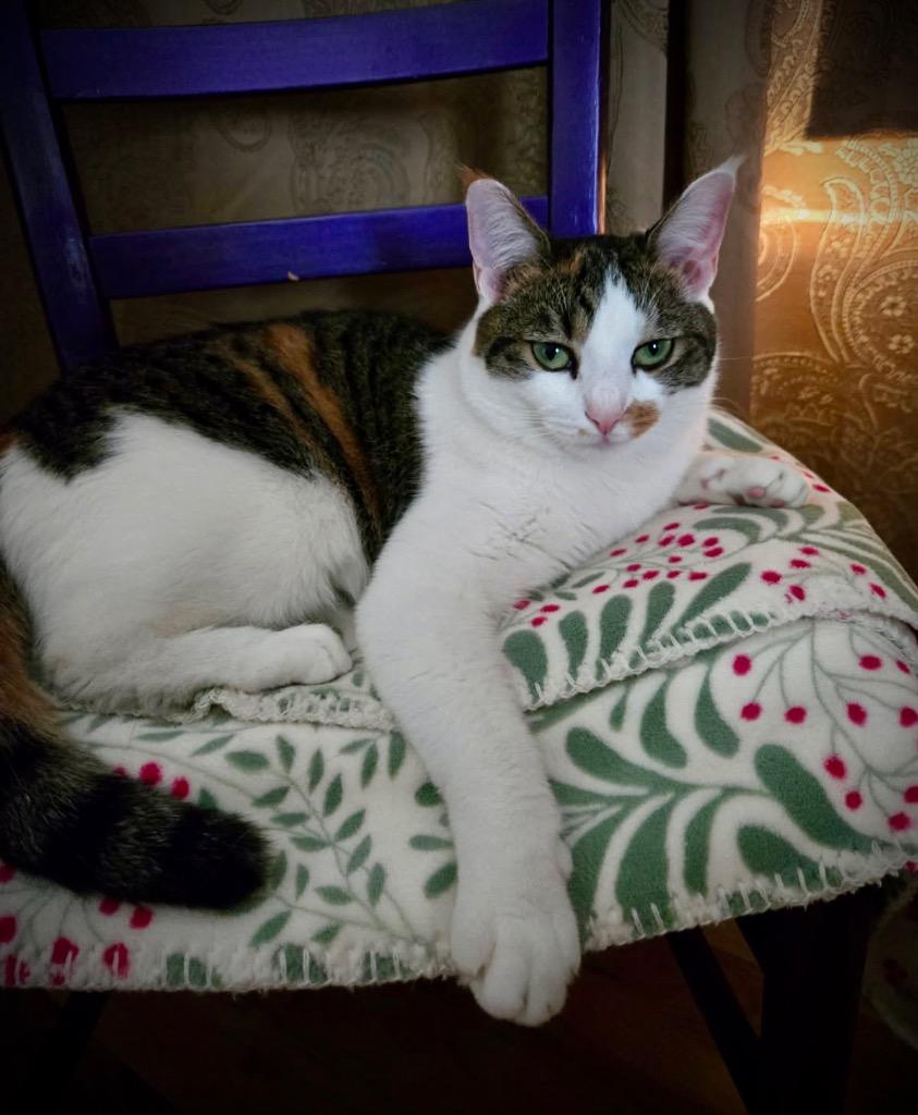 Enlarge Squeaks, a Adoptable mixed breed in Hampton, VA image 3/6