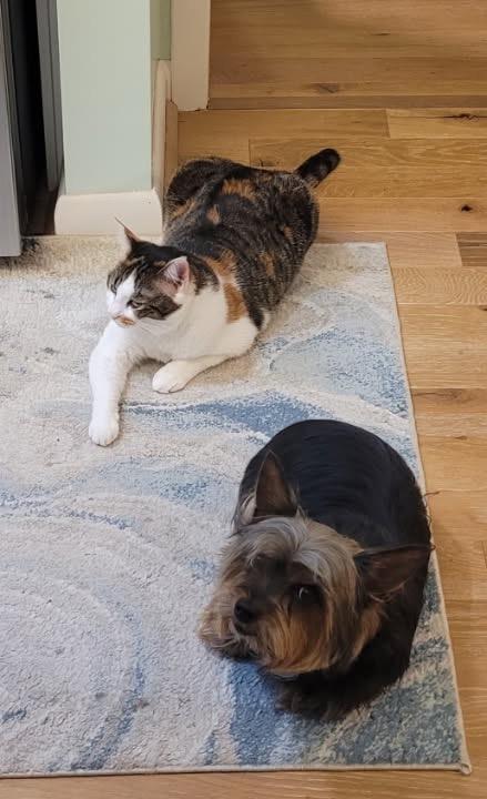 Enlarge Squeaks, a Adoptable mixed breed in Hampton, VA image 5/6