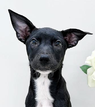 Enlarge LOVEY, a ADOPTABLE mixed breed in Castro Valley, CA image 2/3