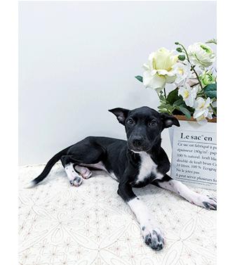 Enlarge LOVEY, a ADOPTABLE mixed breed in Castro Valley, CA image 3/3