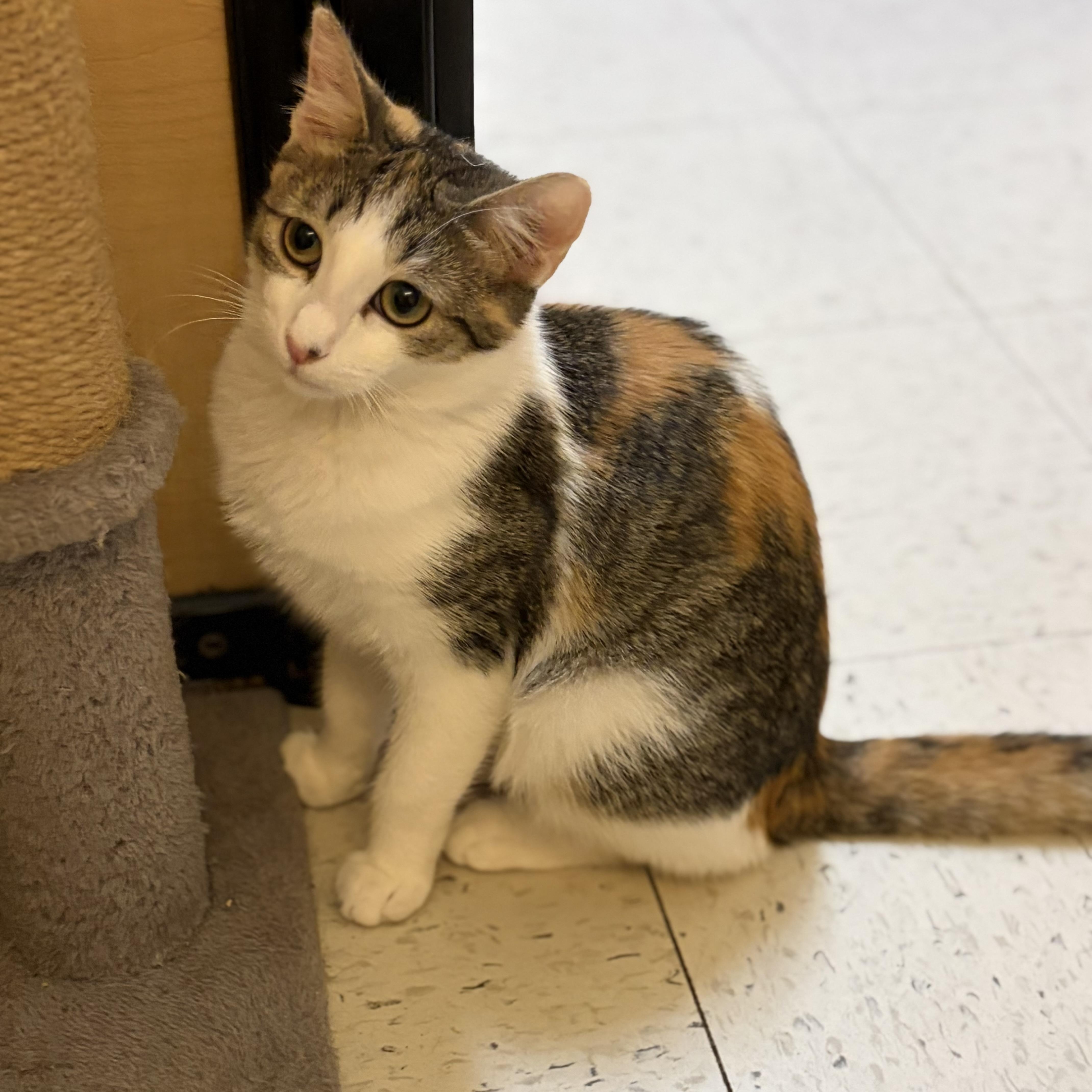 Ella, Adoptable, Kitten Female Domestic Short Hair.