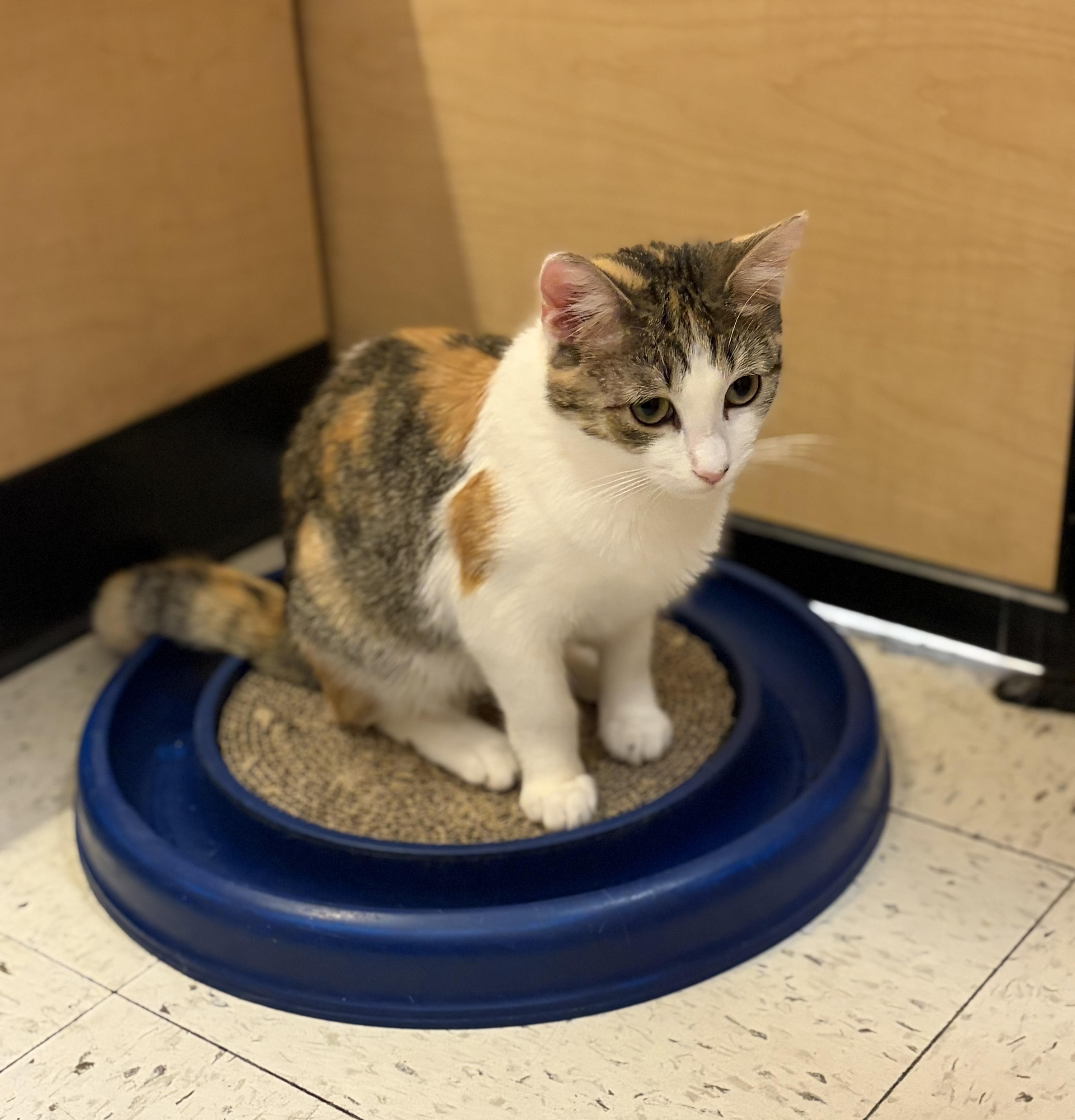 Enlarge Ella, a Adoptable Domestic Short Hair in DeWitt, NY image 3/5